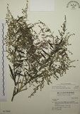 中文名:艾(S017889)學名:Artemisia indica Willd.(S017889)中文別名:五月艾