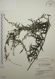 中文名:艾(S031414)學名:Artemisia indica Willd.(S031414)中文別名:五月艾
