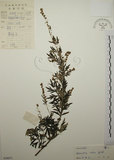 中文名:艾(S038671)學名:Artemisia indica Willd.(S038671)中文別名:五月艾