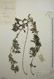 中文名:艾(S044678)學名:Artemisia indica Willd.(S044678)中文別名:五月艾