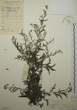 中文名:艾(S045719)學名:Artemisia indica Willd.(S045719)中文別名:五月艾