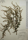 中文名:艾(S054026)學名:Artemisia indica Willd.(S054026)中文別名:五月艾