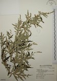 中文名:艾(S069533)學名:Artemisia indica Willd.(S069533)中文別名:五月艾