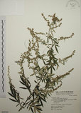 中文名:艾(S069569)學名:Artemisia indica Willd.(S069569)中文別名:五月艾
