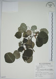 中文名:圓葉血桐(S063227)學名:Omalanthus fastuosus F.-Vill.(S063227)