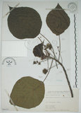 中文名:圓葉血桐(S066241)學名:Omalanthus fastuosus F.-Vill.(S066241)