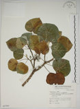 中文名:圓葉血桐(S067900)學名:Omalanthus fastuosus F.-Vill.(S067900)