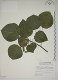 中文名:圓葉血桐(S072569)學名:Omalanthus fastuosus F.-Vill.(S072569)