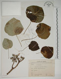 中文名:圓葉血桐(S073398)學名:Omalanthus fastuosus F.-Vill.(S073398)