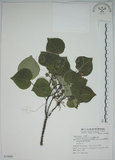 中文名:圓葉血桐(S074980)學名:Omalanthus fastuosus F.-Vill.(S074980)