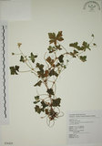 中文名:牻牛兒苗(S076429)學名:Geranium nepalense Sweet subsp. thunbergii (Sieb. & Zucc.) Hara(S076429)