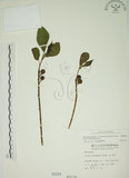 中文名:牛奶榕(S000284)學名:Ficus erecta Thunb. var. beecheyana (Hook. & Arn.) King(S000284)中文別名:牛乳榕