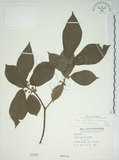 中文名:牛奶榕(S000286)學名:Ficus erecta Thunb. var. beecheyana (Hook. & Arn.) King(S000286)中文別名:牛乳榕