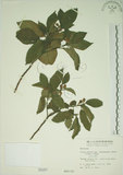 中文名:牛奶榕(S000287)學名:Ficus erecta Thunb. var. beecheyana (Hook. & Arn.) King(S000287)中文別名:牛乳榕