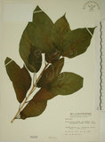 中文名:牛奶榕(S000288)學名:Ficus erecta Thunb. var. beecheyana (Hook. & Arn.) King(S000288)中文別名:牛乳榕