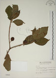 中文名:牛奶榕(S003025)學名:Ficus erecta Thunb. var. beecheyana (Hook. & Arn.) King(S003025)中文別名:牛乳榕