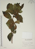 中文名:牛奶榕(S003213)學名:Ficus erecta Thunb. var. beecheyana (Hook. & Arn.) King(S003213)中文別名:牛乳榕