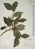 中文名:牛奶榕(S003275)學名:Ficus erecta Thunb. var. beecheyana (Hook. & Arn.) King(S003275)中文別名:牛乳榕