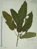 中文名:牛奶榕(S003880)學名:Ficus erecta Thunb. var. beecheyana (Hook. & Arn.) King(S003880)中文別名:牛乳榕