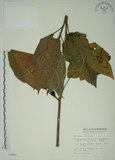 中文名:牛奶榕(S003881)學名:Ficus erecta Thunb. var. beecheyana (Hook. & Arn.) King(S003881)中文別名:牛乳榕
