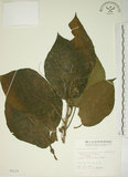 中文名:牛奶榕(S005133)學名:Ficus erecta Thunb. var. beecheyana (Hook. & Arn.) King(S005133)中文別名:牛乳榕