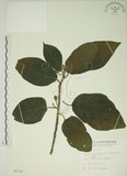 中文名:牛奶榕(S005135)學名:Ficus erecta Thunb. var. beecheyana (Hook. & Arn.) King(S005135)中文別名:牛乳榕