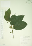中文名:牛奶榕(S005137)學名:Ficus erecta Thunb. var. beecheyana (Hook. & Arn.) King(S005137)中文別名:牛乳榕