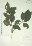 中文名:牛奶榕(S005139)學名:Ficus erecta Thunb. var. beecheyana (Hook. & Arn.) King(S005139)中文別名:牛乳榕