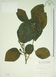 中文名:牛奶榕(S005140)學名:Ficus erecta Thunb. var. beecheyana (Hook. & Arn.) King(S005140)中文別名:牛乳榕
