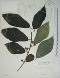 中文名:牛奶榕(S005363)學名:Ficus erecta Thunb. var. beecheyana (Hook. & Arn.) King(S005363)中文別名:牛乳榕