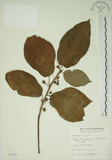 中文名:牛奶榕(S005751)學名:Ficus erecta Thunb. var. beecheyana (Hook. & Arn.) King(S005751)中文別名:牛乳榕