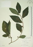 中文名:牛奶榕(S005954)學名:Ficus erecta Thunb. var. beecheyana (Hook. & Arn.) King(S005954)中文別名:牛乳榕