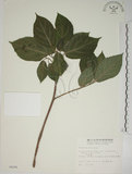中文名:牛奶榕(S006296)學名:Ficus erecta Thunb. var. beecheyana (Hook. & Arn.) King(S006296)中文別名:牛乳榕