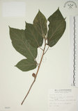 中文名:牛奶榕(S006297)學名:Ficus erecta Thunb. var. beecheyana (Hook. & Arn.) King(S006297)中文別名:牛乳榕