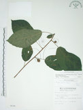 中文名:牛奶榕(S006304)學名:Ficus erecta Thunb. var. beecheyana (Hook. & Arn.) King(S006304)中文別名:牛乳榕