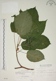 中文名:牛奶榕(S006305)學名:Ficus erecta Thunb. var. beecheyana (Hook. & Arn.) King(S006305)中文別名:牛乳榕