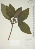 中文名:牛奶榕(S009520)學名:Ficus erecta Thunb. var. beecheyana (Hook. & Arn.) King(S009520)中文別名:牛乳榕