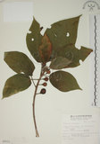 中文名:牛奶榕(S009521)學名:Ficus erecta Thunb. var. beecheyana (Hook. & Arn.) King(S009521)中文別名:牛乳榕