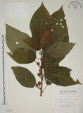 中文名:牛奶榕(S009522)學名:Ficus erecta Thunb. var. beecheyana (Hook. & Arn.) King(S009522)中文別名:牛乳榕