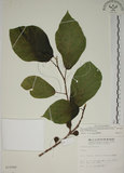 中文名:牛奶榕(S010948)學名:Ficus erecta Thunb. var. beecheyana (Hook. & Arn.) King(S010948)中文別名:牛乳榕