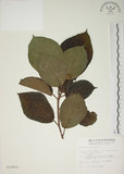 中文名:牛奶榕(S012603)學名:Ficus erecta Thunb. var. beecheyana (Hook. & Arn.) King(S012603)中文別名:牛乳榕