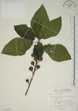 中文名:牛奶榕(S013919)學名:Ficus erecta Thunb. var. beecheyana (Hook. & Arn.) King(S013919)中文別名:牛乳榕