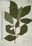 中文名:牛奶榕(S017005)學名:Ficus erecta Thunb. var. beecheyana (Hook. & Arn.) King(S017005)中文別名:牛乳榕