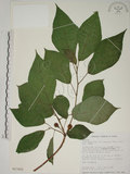 中文名:牛奶榕(S017665)學名:Ficus erecta Thunb. var. beecheyana (Hook. & Arn.) King(S017665)中文別名:牛乳榕