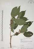 中文名:牛奶榕(S021896)學名:Ficus erecta Thunb. var. beecheyana (Hook. & Arn.) King(S021896)中文別名:牛乳榕