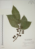 中文名:牛奶榕(S028552)學名:Ficus erecta Thunb. var. beecheyana (Hook. & Arn.) King(S028552)中文別名:牛乳榕