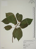 中文名:牛奶榕(S028616)學名:Ficus erecta Thunb. var. beecheyana (Hook. & Arn.) King(S028616)中文別名:牛乳榕