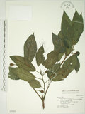 中文名:牛奶榕(S030865)學名:Ficus erecta Thunb. var. beecheyana (Hook. & Arn.) King(S030865)中文別名:牛乳榕