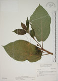 中文名:牛奶榕(S031510)學名:Ficus erecta Thunb. var. beecheyana (Hook. & Arn.) King(S031510)中文別名:牛乳榕