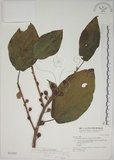 中文名:牛奶榕(S031907)學名:Ficus erecta Thunb. var. beecheyana (Hook. & Arn.) King(S031907)中文別名:牛乳榕
